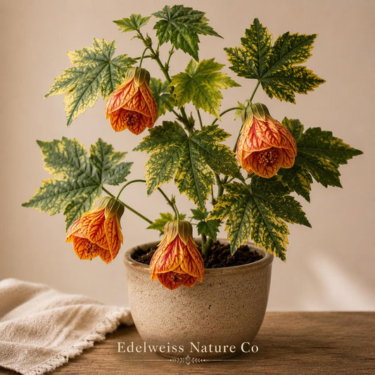 Blephilia ciliata Ohio Horsemint Seeds 300ct Native Perennial Pollinator Plant for Gardens & Containers