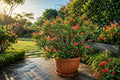 Crown of Thorns Starter Plant - Golden Bell Variety - Euphorbia milii - Indoor or Outdoor Succulent Plant