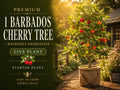 Black Chokeberry Unrooted Cuttings – Aronia melanocarpa, 6-8 Inches, Deciduous Shrub for Landscaping & Wildlife Gardens