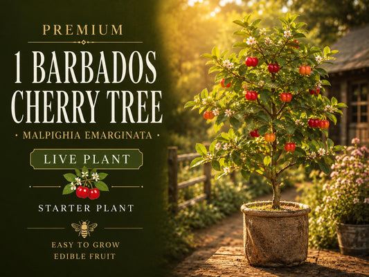 Black Chokeberry Unrooted Cuttings – Aronia melanocarpa, 6-8 Inches, Deciduous Shrub for Landscaping & Wildlife Gardens