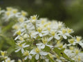 Clematis virginiana Seeds for Trellis, Cottage Garden, Vertical Planting, Vine Seeds, Naturalistic Garden, 50 Seeds
