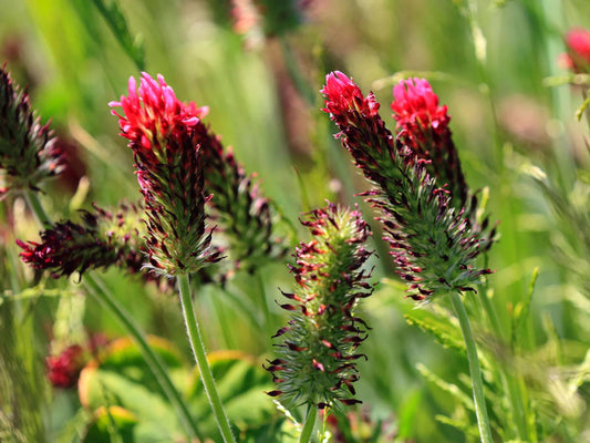 Crimson Clover Seeds – Trifolium incarnatum Wildflower for Pollinator Gardens, Borders & Meadow Plantings