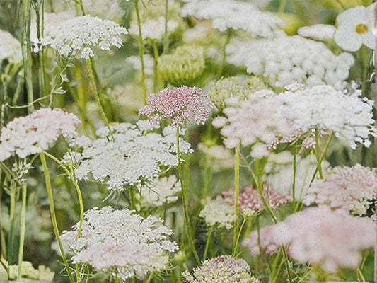 False Queen Anne's Lace Seeds – 100 Pack, Ammi majus Wildflower Seeds for Cottage Garden, Pollinator-Friendly, Natural Landscape Planting