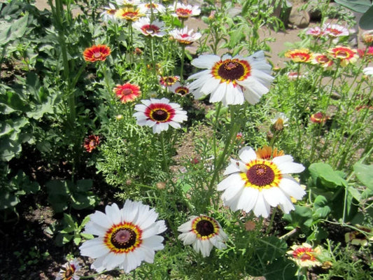 Painted Daisy Seeds – Glebionis carinata Wildflower for Pollinator Gardens, Cottage, Meadow, Natural Landscape