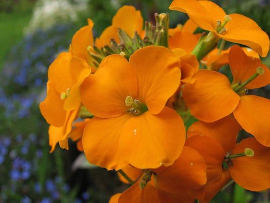 100 Siberian Wallflower Seeds – Cheiranthus allionii Wildflower Seeds for Pollinator Gardens, Cottage, Meadow, Naturalistic Plantings