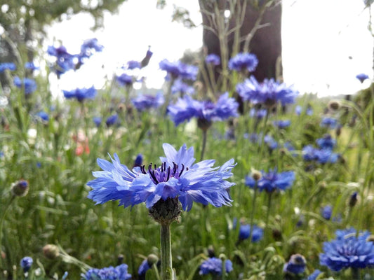 Blue Bachelor's Button Seeds – Centaurea cyanus Wildflower Seeds for Pollinator Gardens, Cottage Garden, Natural Landscape