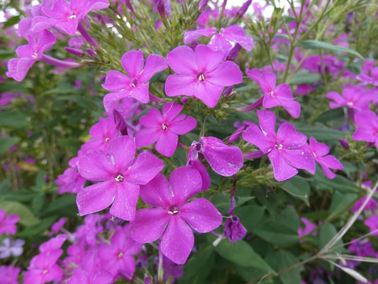 100 Annual Phlox Seeds – Phlox drummondii Wildflower Seeds for Pollinator Gardens and Cottage Landscaping