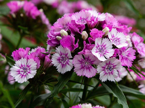 100 Sweet William Seeds – Dianthus barbatus Wildflower Seeds for Pollinator Gardens, Cottage Garden, Natural Landscape