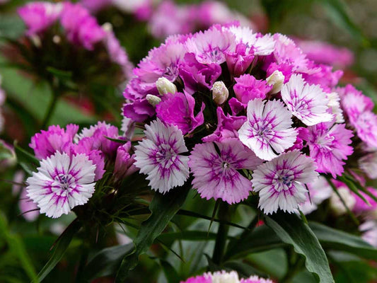 100 Sweet William Seeds – Dianthus barbatus Wildflower Seeds for Pollinator Gardens, Cottage Garden, Natural Landscape