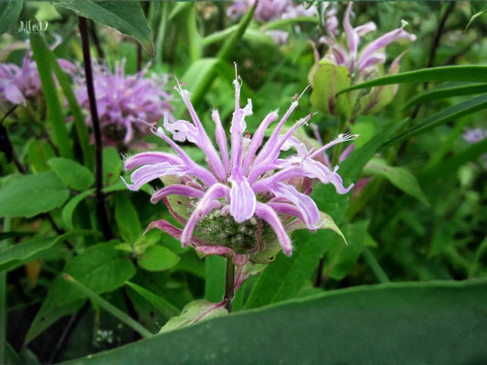 Wild Bergamot Seeds for Planting | Monarda fistulosa Aromatic Garden Plant for Pollinator & Cottage Gardens