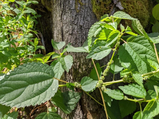 Smallspike False Nettle Seeds – Boehmeria cylindrica Wildflower Seeds for Pollinator Gardens, Cottage Garden, Natural Landscape, 100 Seeds