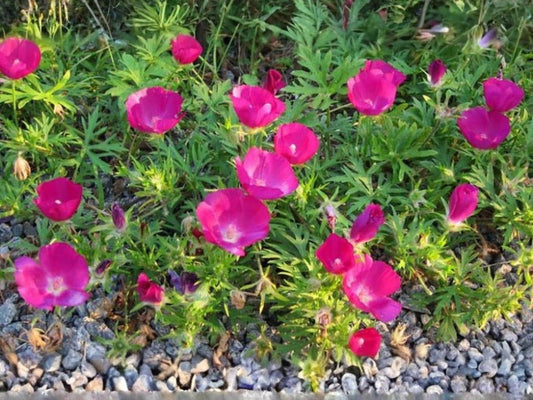 Purple Poppy Mallow Seeds – Callirhoe involucrata Wildflower for Pollinator Gardens, Cottage, Meadow, Natural Landscaping