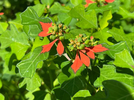 Euphorbia Cyathophora Seeds Wildflower Seeds for Pollinator Gardens, Cottage Garden, Evergreen Conifer, Fire on the Mountain, 10 Seeds