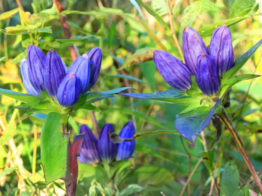 100 Bottle Gentian Seeds – Gentiana andrewsii Wildflower Seeds for Pollinator Gardens, Cottage Garden, Natural Landscape