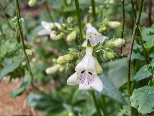 100 Foxglove Beardtongue Seeds – Penstemon digitalis Wildflower Seeds for Pollinator Gardens, Cottage Garden, Natural Landscape