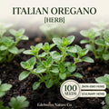 Sweet Everlasting Seeds 500 Pseudognaphalium obtusifolium Dried Wildflower for Pollinator Gardens & Natural Landscapes
