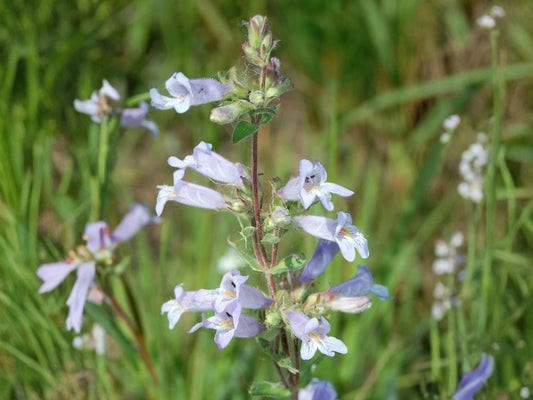 100 Slender Beardtongue Seeds – Penstemon gracilis Wildflower Seeds for Pollinator Gardens, Cottage Garden, Natural Landscape