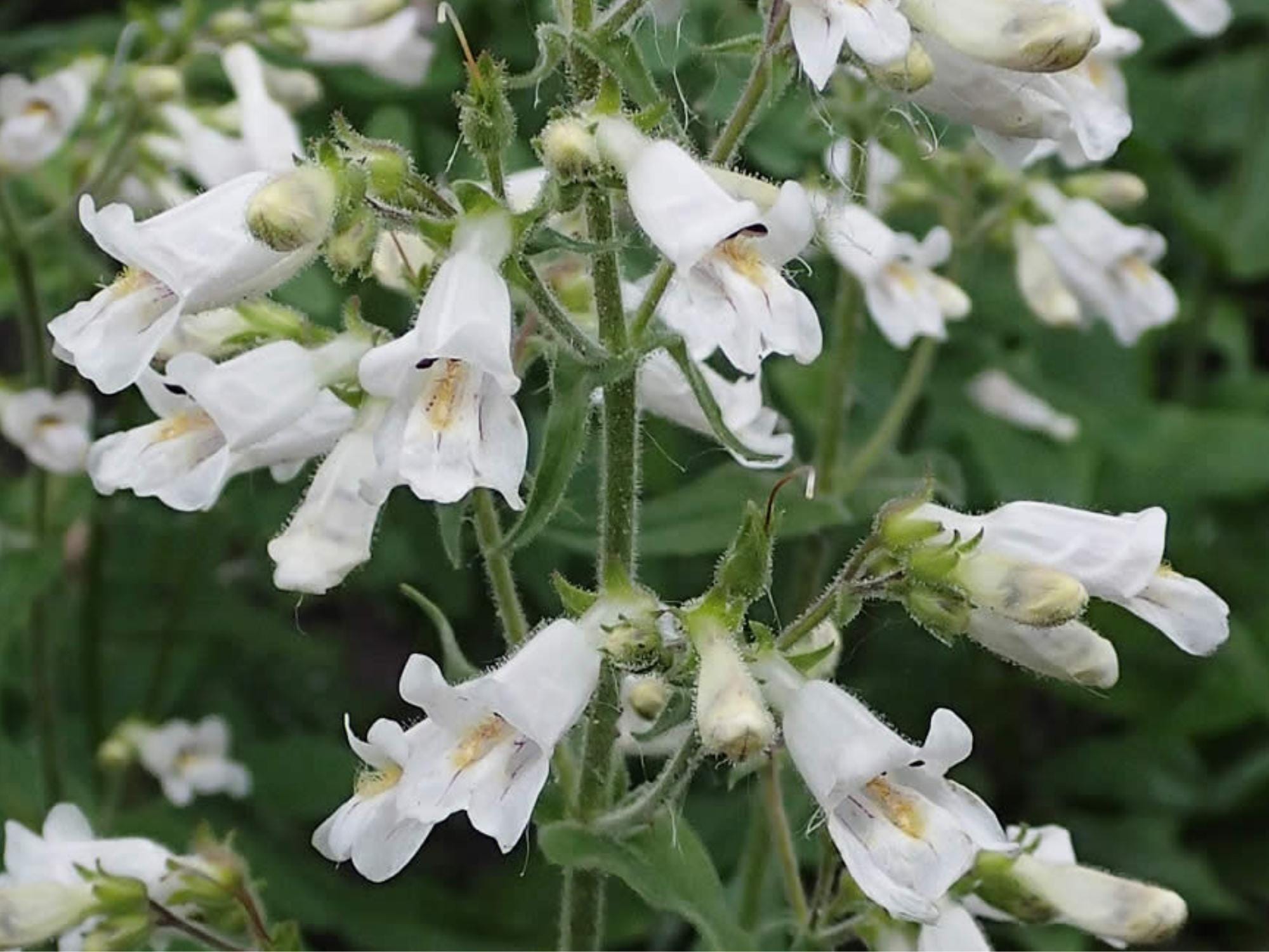 100 Pale Beardtongue Seeds – Penstemon pallidus Wildflower Seeds for Pollinator Garden, Cottage Garden, Natural Landscape
