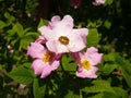 30 Illinois Rose Seeds Rosa setigera Ornamental Tree Shrub for Landscape, Naturalistic Gardens, Collector Projects