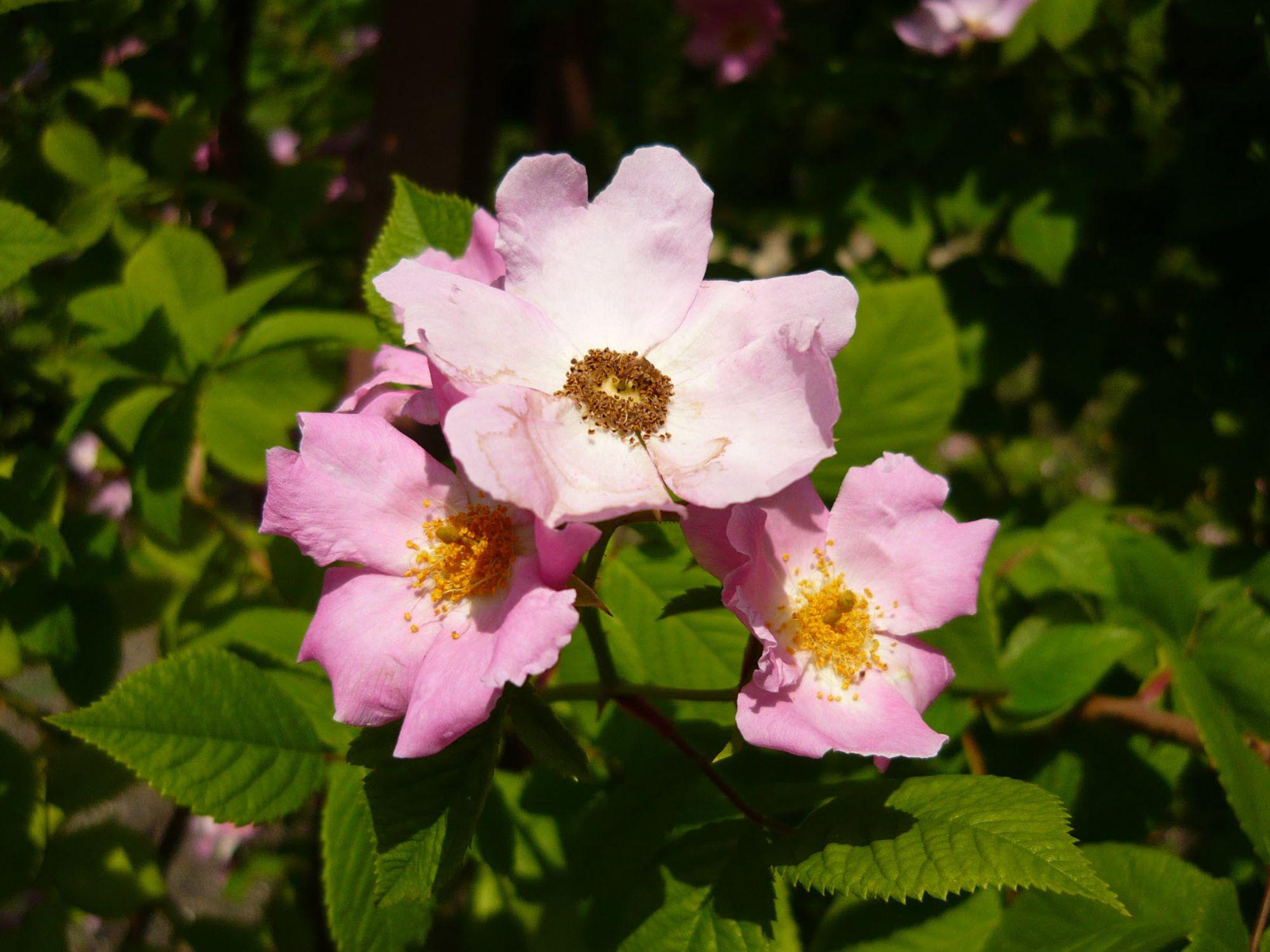 30 Illinois Rose Seeds Rosa setigera Ornamental Tree Shrub for Landscape, Naturalistic Gardens, Collector Projects