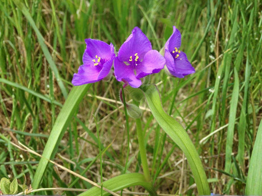 Prairie Spiderwort Seeds – Tradescantia bracteata Wildflower Seeds for Pollinator Gardens, Cottage Garden, Natural Landscape, 25 Seeds