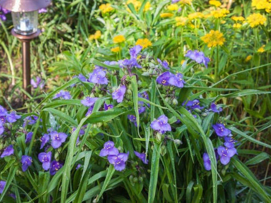 Western Spiderwort Seeds – 25 Pack, Tradescantia occidentalis, Wildflower for Pollinator Gardens, Cottage, Meadow & Natural Landscapes