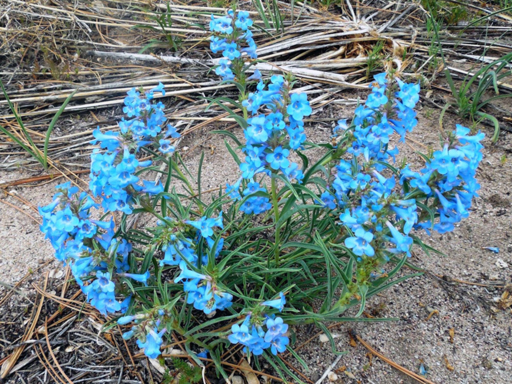 50 Pagoda Penstemon Seeds – Penstemon angustifolius Wildflower Seeds for Pollinator Gardens, Cottage, Meadow, Natural Landscaping