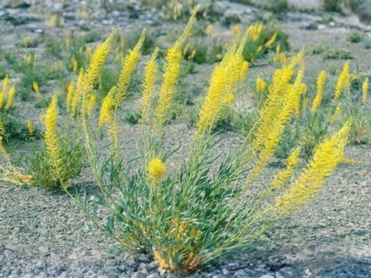 Stanleya Pinnata Seeds | Wildflower for Pollinator Gardens | Prince's Plume Seed Pack | Cottage Garden, Meadow, Natural Landscape