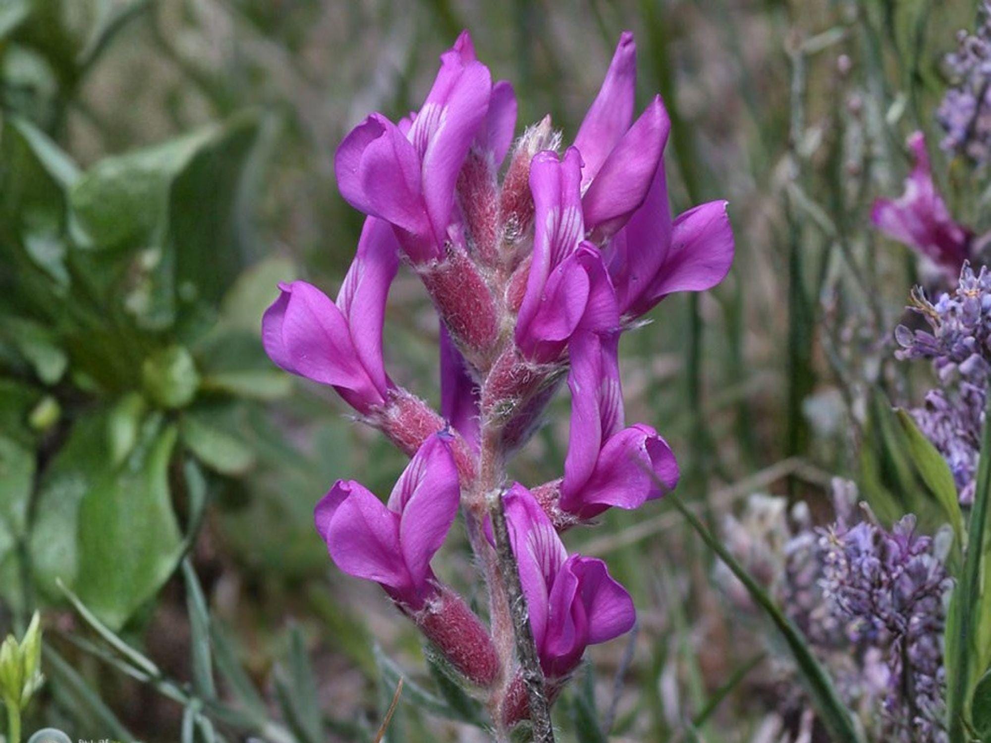 25 Seeds Showy Locoweed Oxytropis lambertii Wildflower Seeds for Pollinator Gardens, Cottage, Meadow & Natural Landscapes