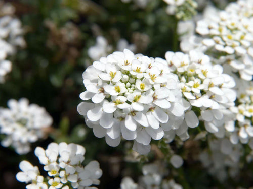 100 Empress Rocket Candytuft Seeds – Iberis amara Wildflower Seeds for Pollinator Gardens, Cottage, Meadow & Natural Landscapes