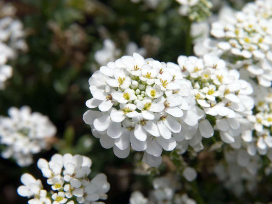 100 Empress Rocket Candytuft Seeds – Iberis amara Wildflower Seeds for Pollinator Gardens, Cottage, Meadow & Natural Landscapes
