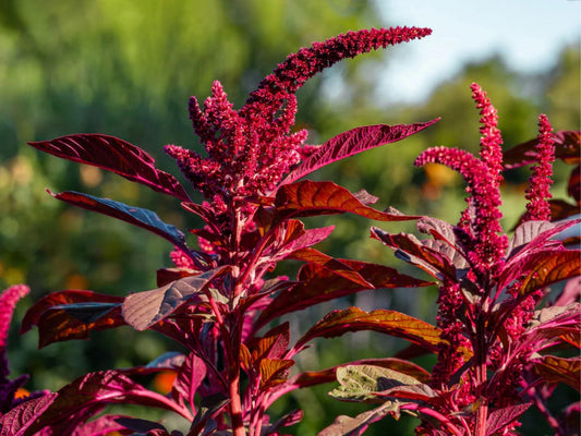 Red Garnet Amaranth Seeds – Wildflower Seed Pack for Borders, Meadow, Pollinator Gardens – Amaranthus tricolor