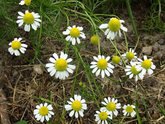 German Chamomile Seeds – 100 Pack, Matricaria recutita, Aromatic Cottage Garden & Pollinator Plant for Beds & Containers