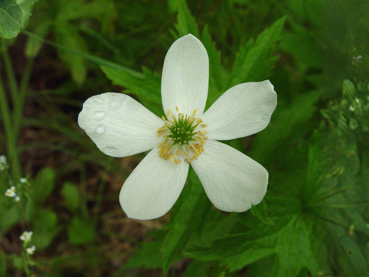 Canada Anemone Seeds – Wildflower Seed Pack for Pollinator Gardens, Cottage, Meadow & Natural Landscapes – Anemone canadensis