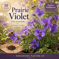 Virginia Waterleaf Seeds - Native Woodland Wildflower, Lavender Purple, Perennial Shade Garden Plant, Hydrophyllum virginianum