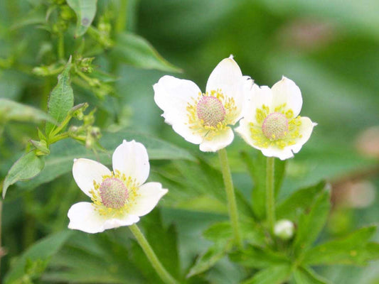 100 Thimbleweed Seeds – Anemone cylindrica Wildflower Seeds for Pollinator Gardens, Cottage Garden, Natural Landscape