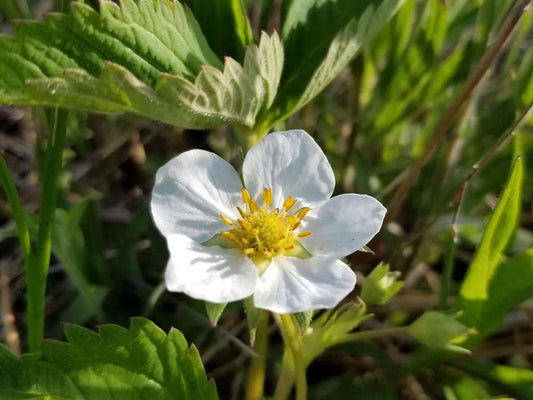 100 Prairie Cinquefoil Seeds – Drymocallis arguta Wildflower Seeds for Pollinator Gardens, Cottage, Meadow, Natural Landscaping