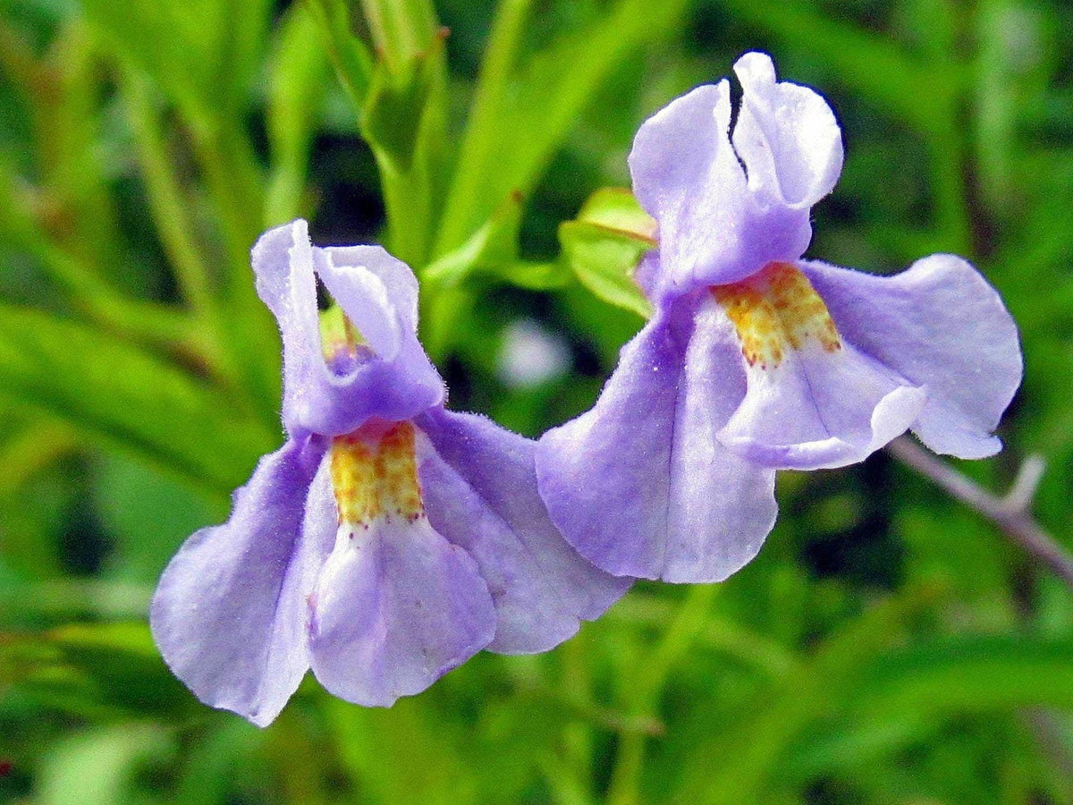 1000 Monkey Flower Seeds – Mimulus ringens Wetland Wildflower Seeds for Rain Gardens, Pond Edges & Moisture-Loving Plantings