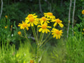 Golden Ragwort Seeds Packera aurea Wildflower for Shade Gardens, Naturalistic Groundcover, Cottage and Meadow Garden Planting