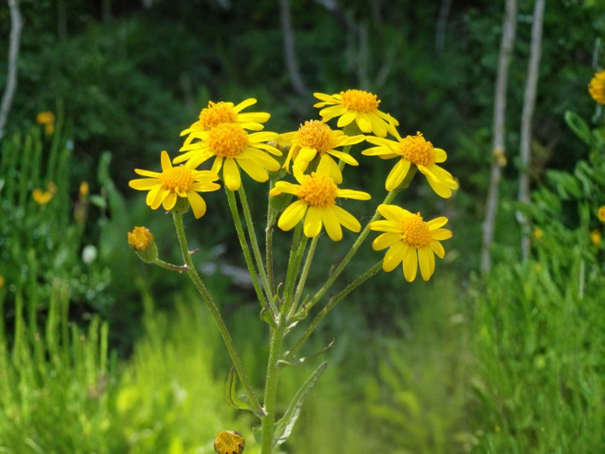 Golden Ragwort Seeds Packera aurea Wildflower for Shade Gardens, Naturalistic Groundcover, Cottage and Meadow Garden Planting