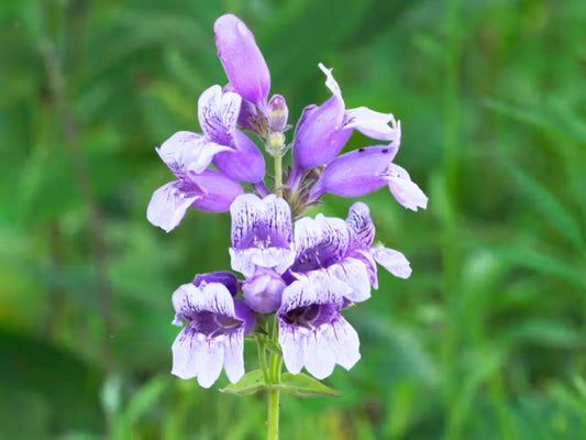 Showy Beardtongue Seeds – Penstemon cobaea Wildflower for Pollinator Gardens, Cottage, Meadow, Natural Landscape