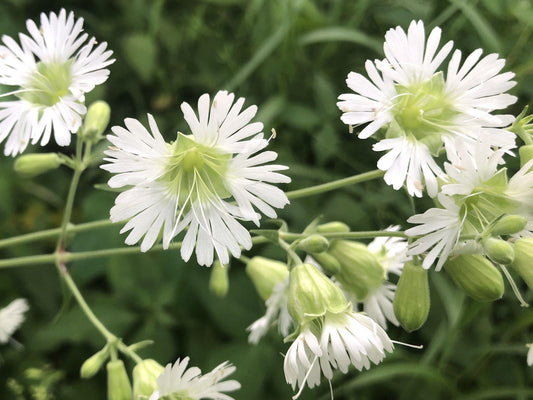 Starry Campion Seeds – Silene stellata Wildflower Seeds for Pollinator Gardens, Cottage, Meadow, Natural Landscape