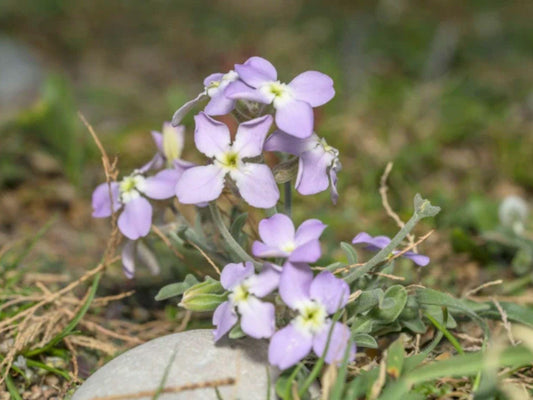 100 Seeds Evening Scented Stock Wildflower Seeds for Pollinator Gardens – Matthiola longipetala Cottage Garden Planting