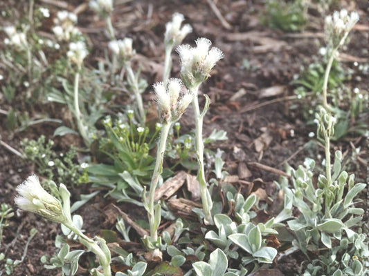 Prairie Pussytoes Seeds – Antennaria neglecta Wildflower Seeds for Pollinator Gardens, Meadow, Borders, Cottage Garden