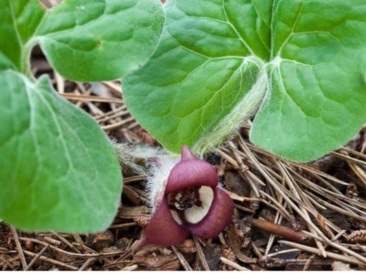 Wild Ginger Seeds – Asarum canadense, Pollinator-Friendly, Cottage Garden, Wildflower Seeds for Natural Landscaping