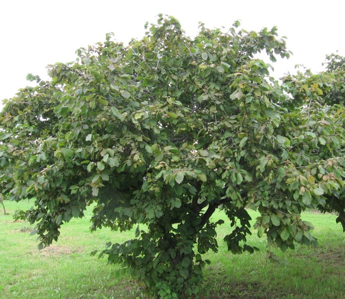 American Hazelnut Tree Seedling - 1 Year Old Edible Nut Shrub - Corylus americana - Wildlife Food Source, Native Plant