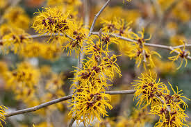 Ripe Corn Witch Hazel Live Plant 12 Inch - Hamamelis x intermedia 'Ripe Corn' - Yellow Winter Bloom Shrub for Garden