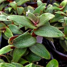 Cyanotis Kewensis Cuttings, 4 Unrooted Fuzzy Trailing Succulent, Green-Red Velvet Leaves, Teddy Bear Vine, Easy Care Plant