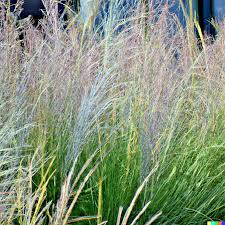 1,000 Ornamental Grass Seeds | Big Blue | Andropogon gerardii | Hardy Landscaping Grass for Beautiful Yards & Gardens