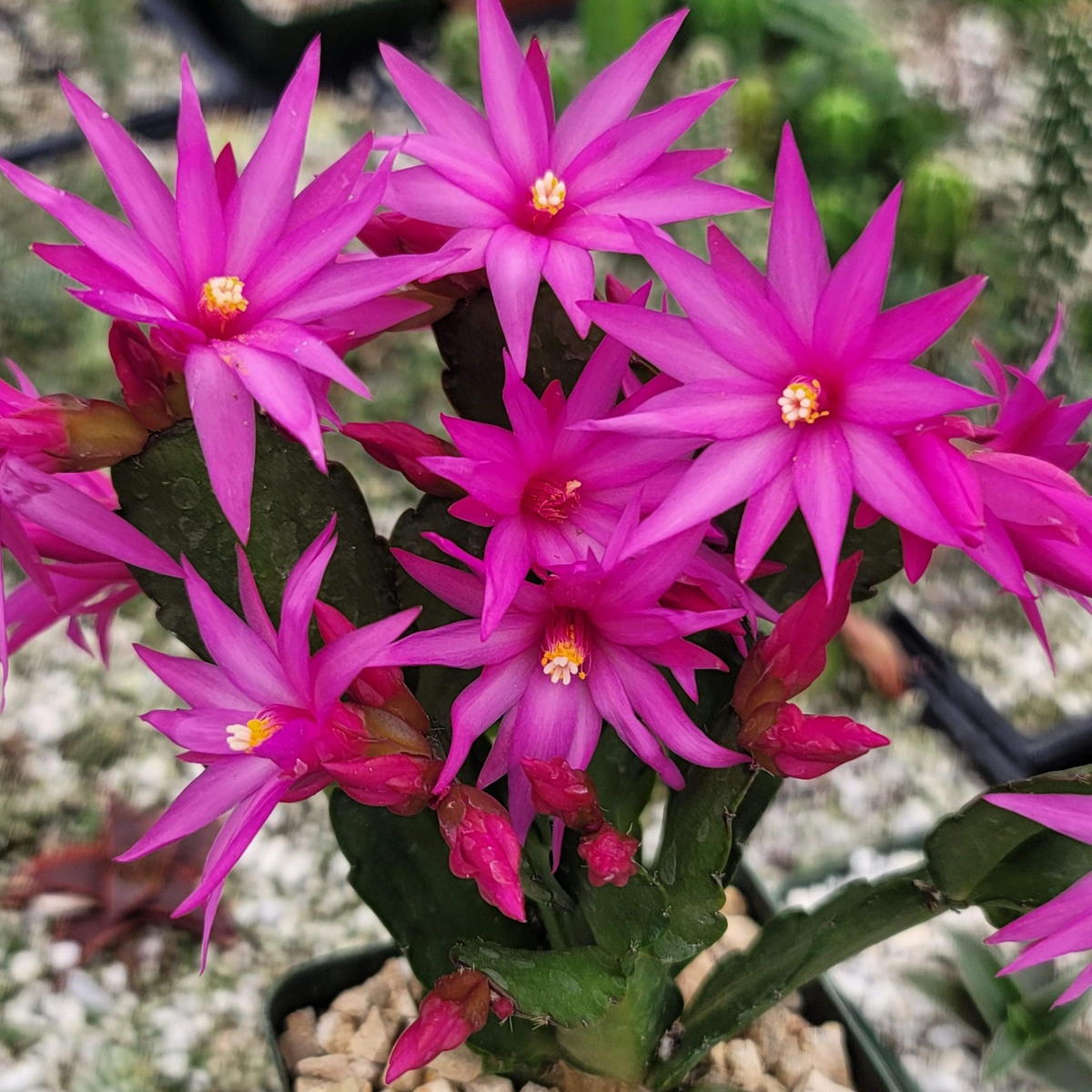 3 Pink Easter Cactus Cuttings 2+ Segments Rhipsalidopsis Unrooted for Indoor Plant Care